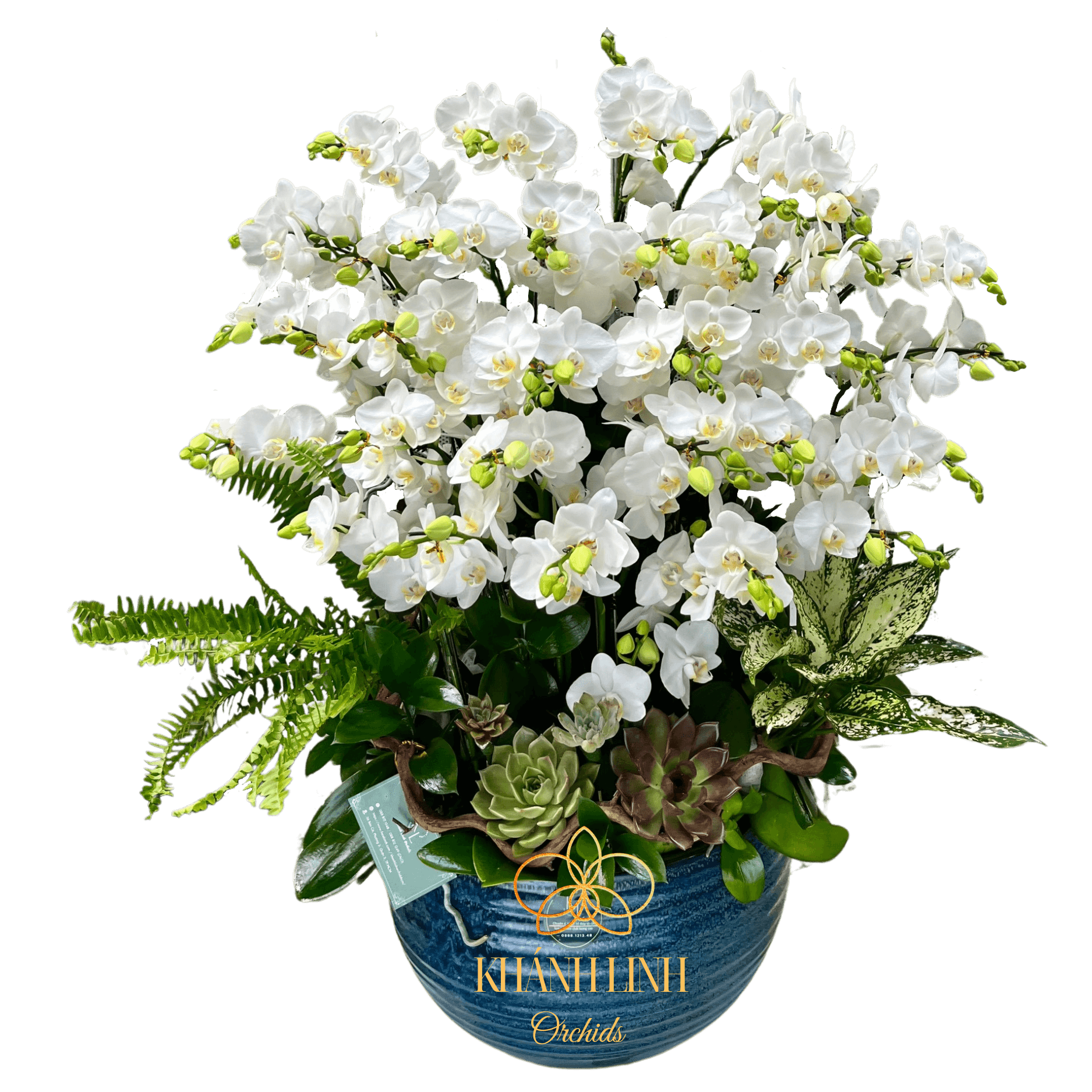 Lan Hồ Điệp Mini Trắng 15 Cành - Tiên Tư Ngọc Sắc - MNT003