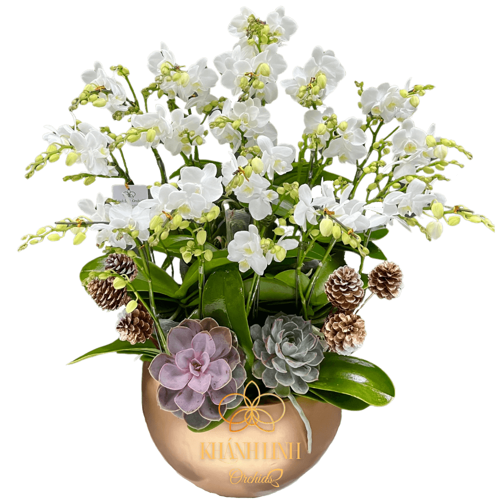 Lan Hồ Điệp Mini Trắng 10 Gốc - Liberosis