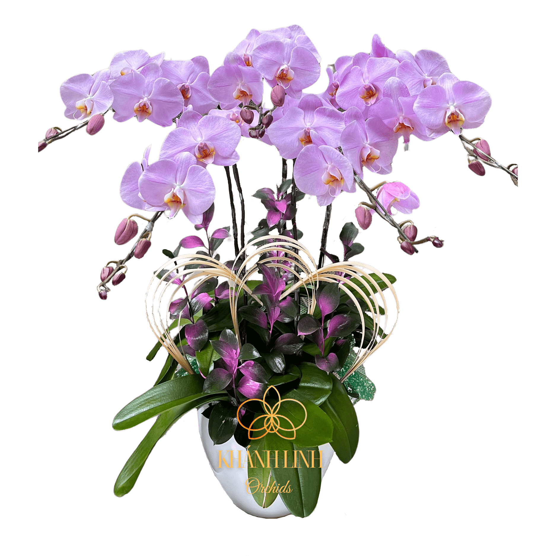 Lan Hồ Điệp Hồng M190 5 Cành - Như Hoa Như Ngọc - HDH007