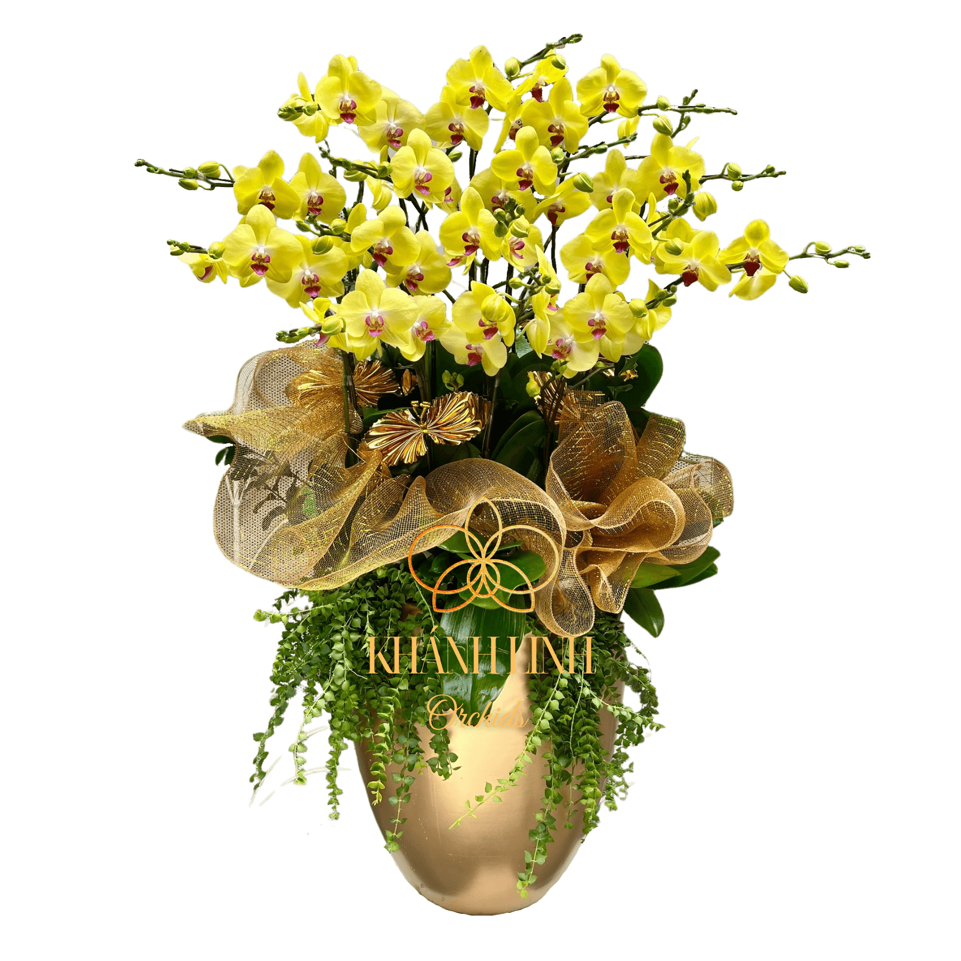 Lan Hồ Điệp Vàng 15 Cành - Thanh Nhã - HDV014