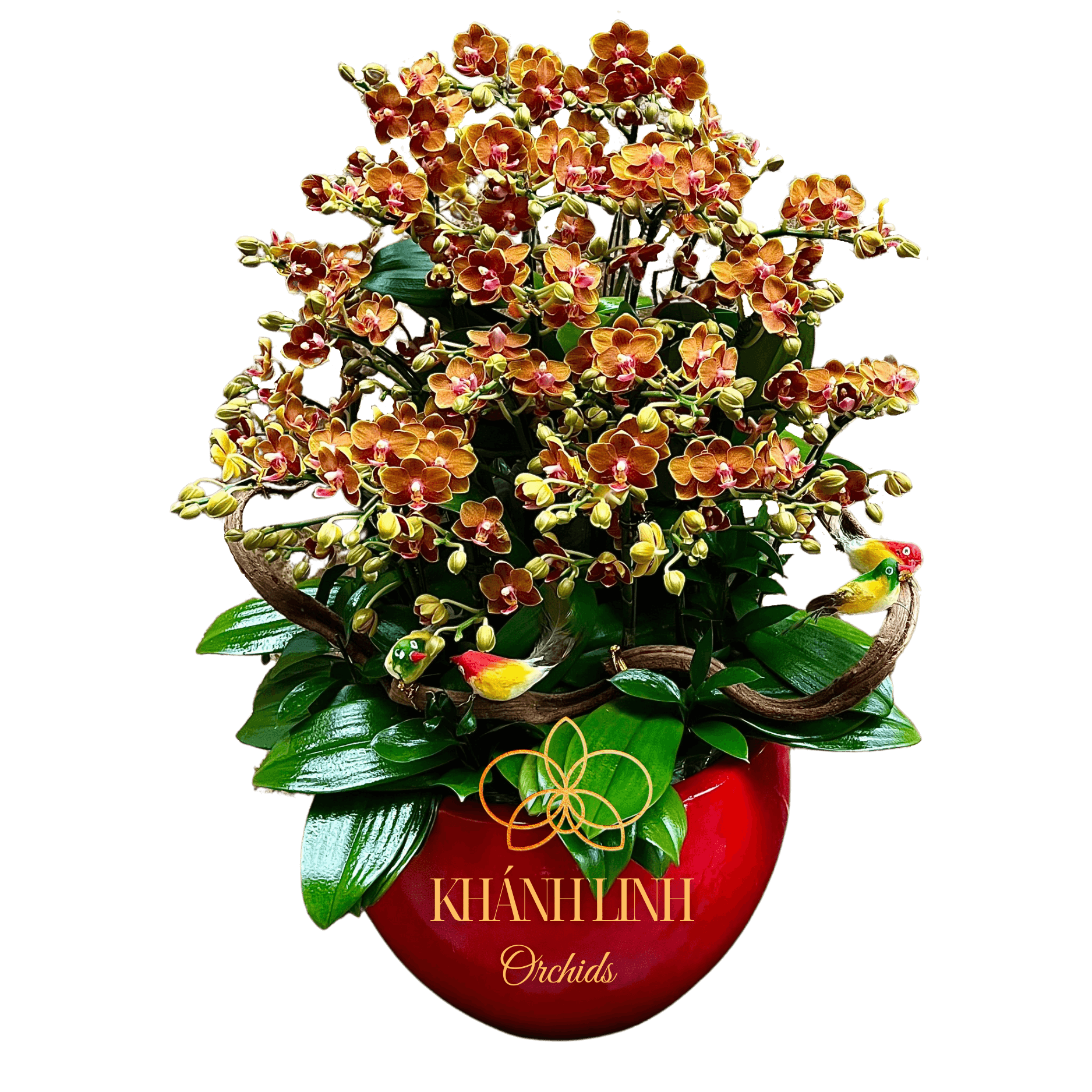 Lan Hồ Điệp Mini Cam 10 Cành - Quyên Cát - MN003