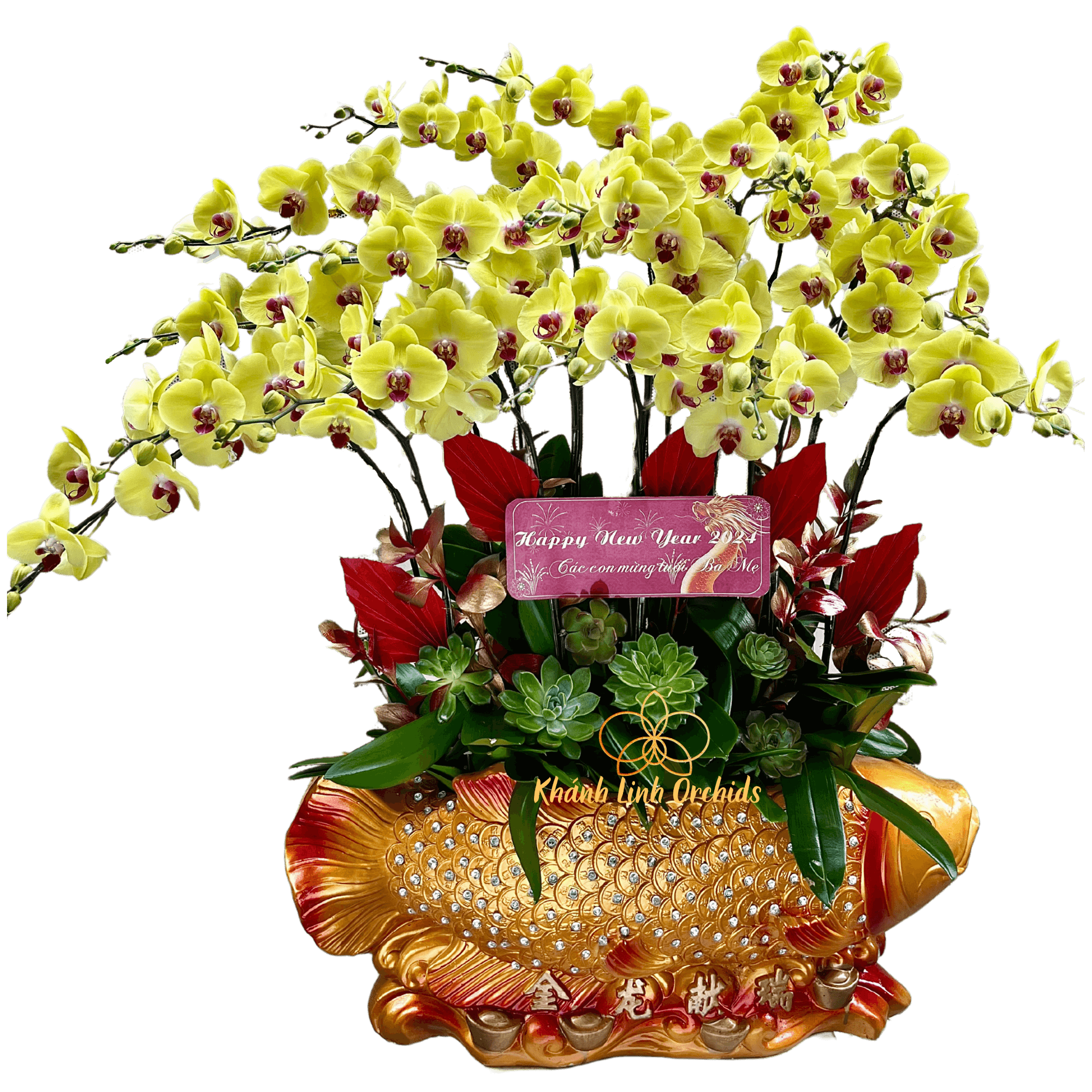 Lan Hồ Điệp Cá Chép Vàng - Vinh Hoa Phú Quý - HDV021