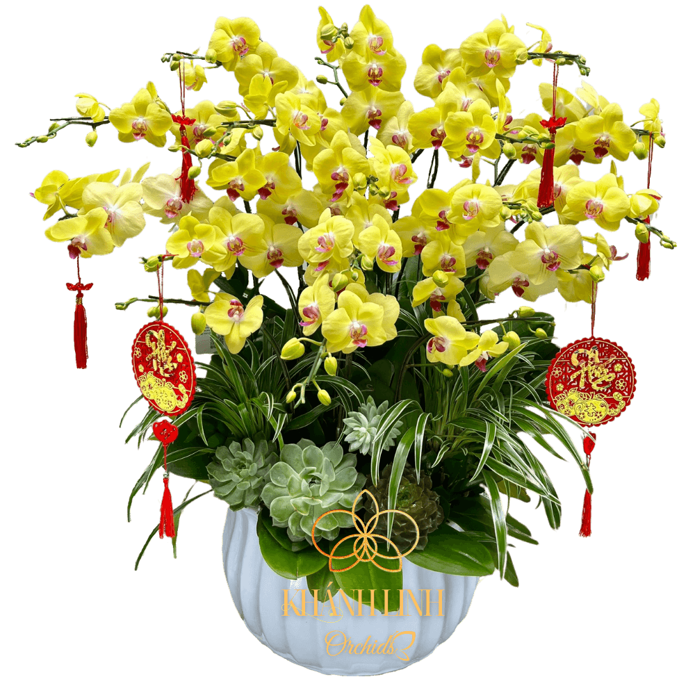 Lan Hồ Điệp Vàng Chanh 15 Cành - HDV017
