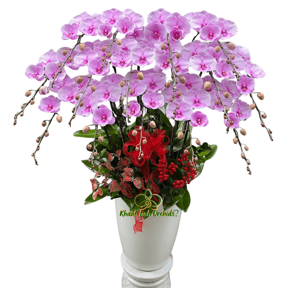 Lan Hồ Điệp Hồng Bilip 15 Cành - HDH086