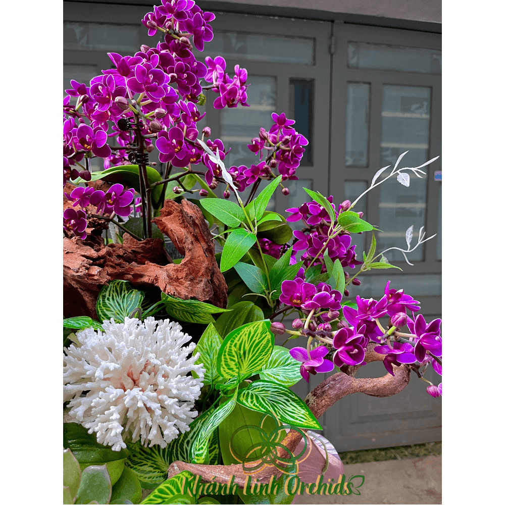 Lan Hồ Điệp Mini Tím Thiết Kế - Lavender Ocean Whisper