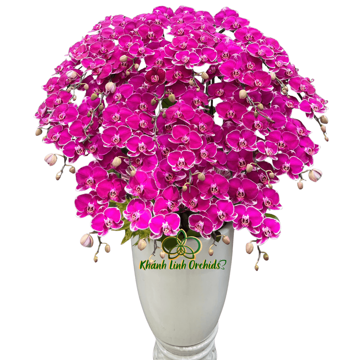 Lan Hồ Điệp Tím Đột Biến 20 Cành - DB061