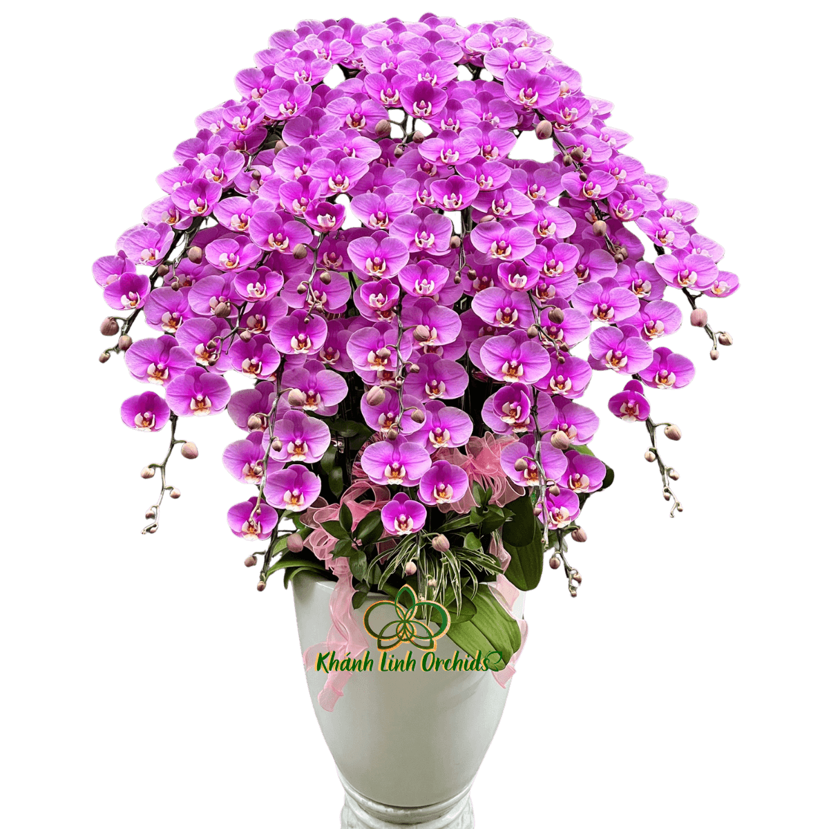 Lan Hồ Điệp Hồng Anna 20 Cành - HDH087