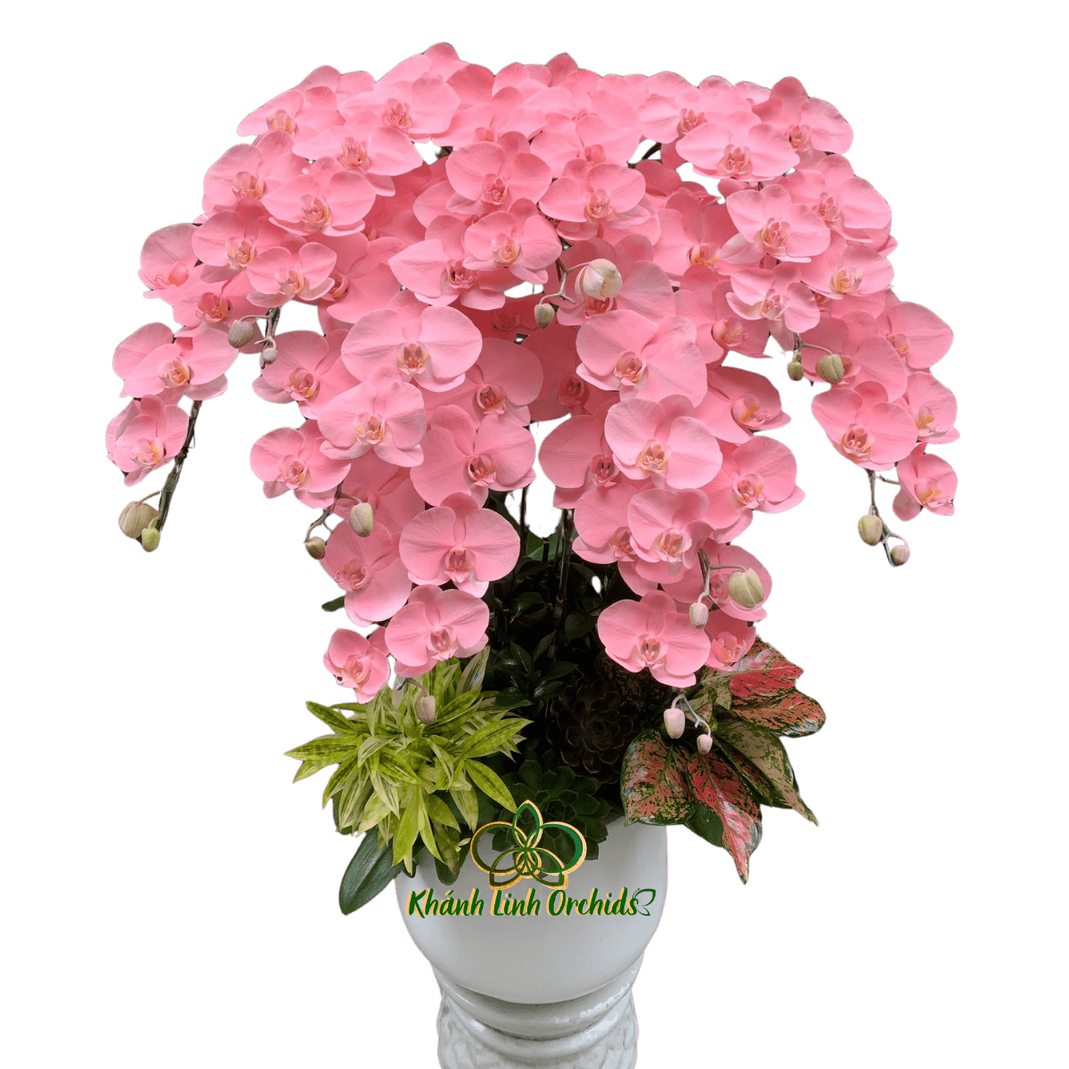 Lan Hồ Điệp Phun Hồng Pastel 9 Cành - VIP027