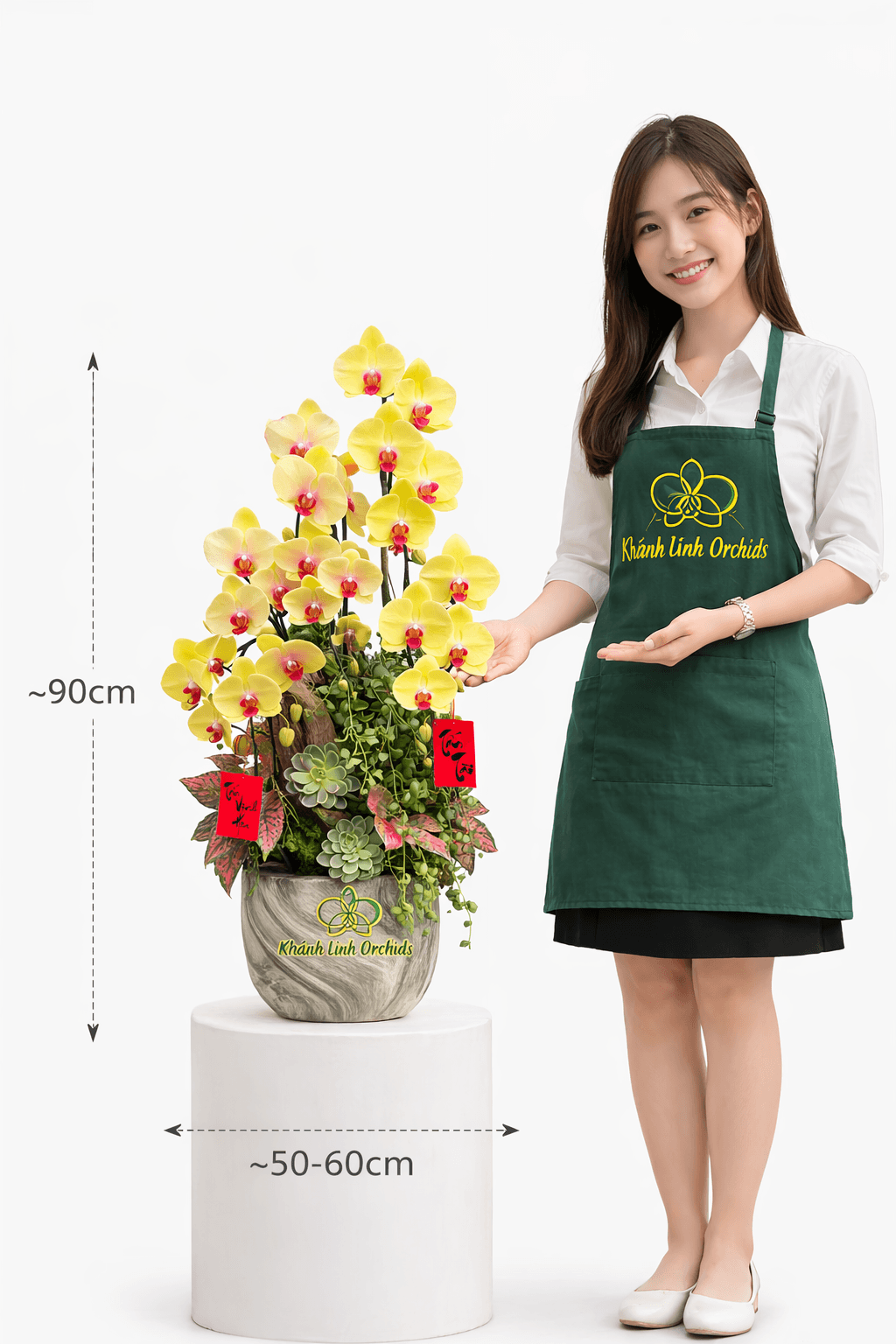 Lan Hồ Điệp Vàng Thác Đổ 5 Cành - HDV105 - Xuân Yên Vui