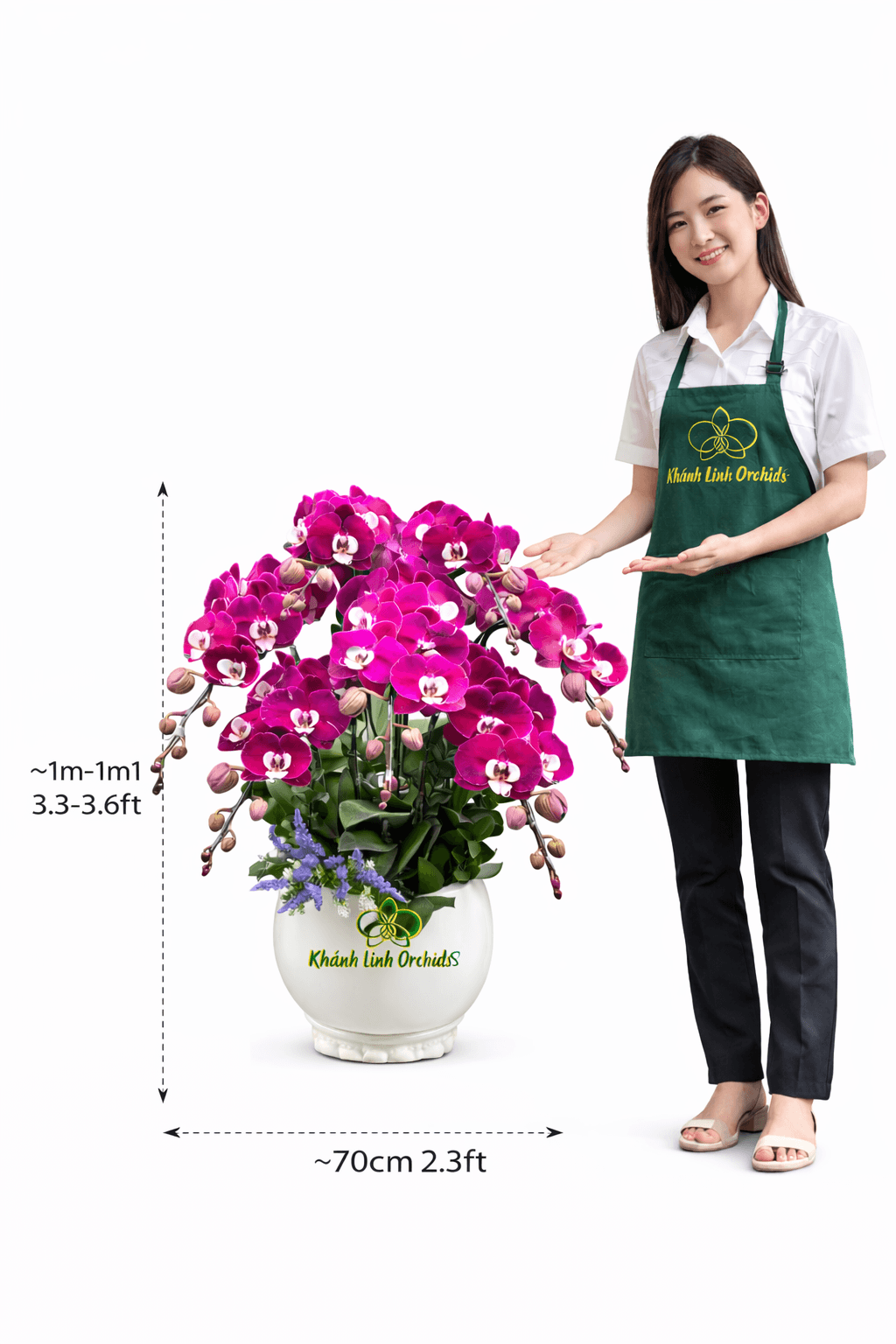 Lan Hồ Điệp Ngọc Trai 7 Cành - HDT048