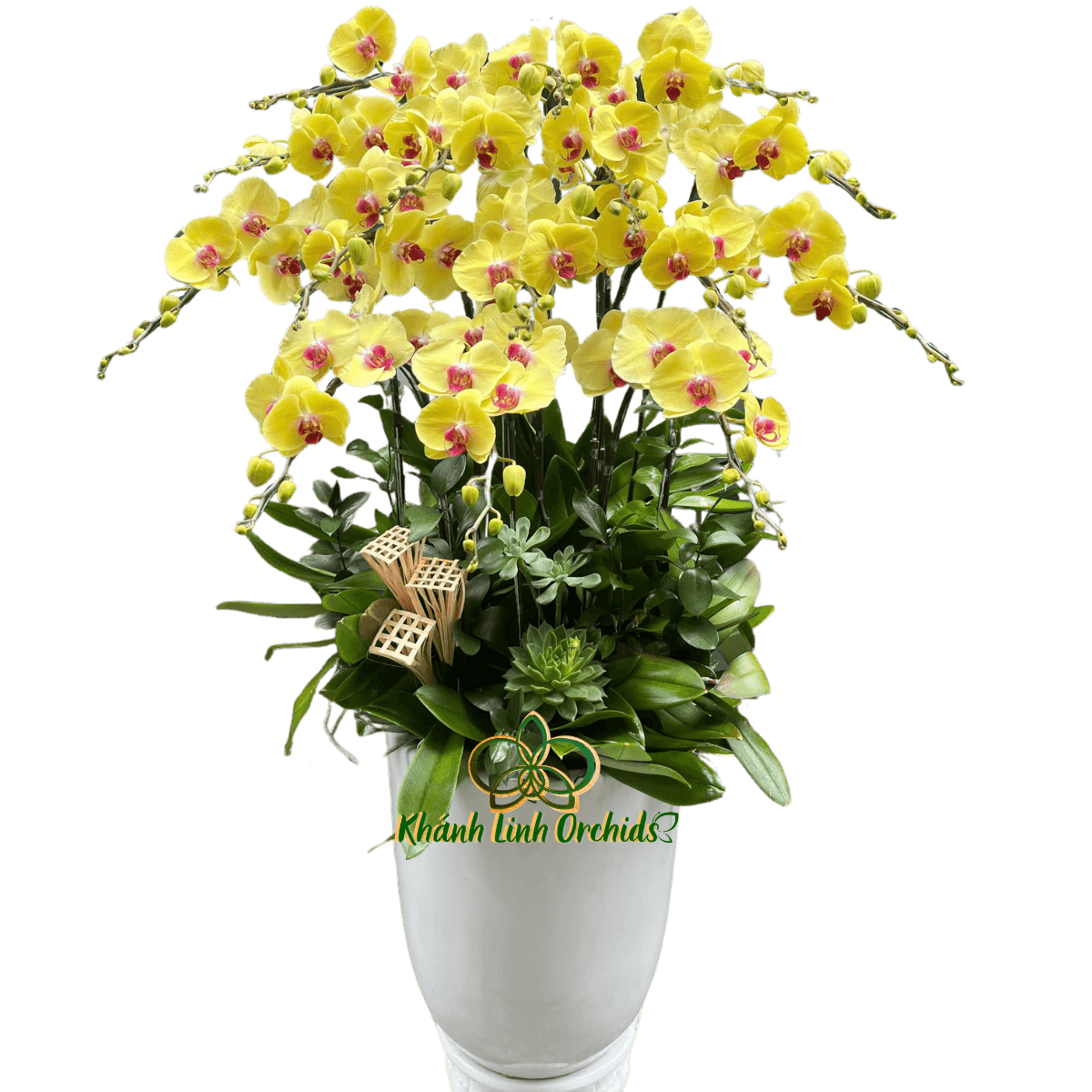 Lan Hồ Điệp Vàng 15 Cành - HDV084
