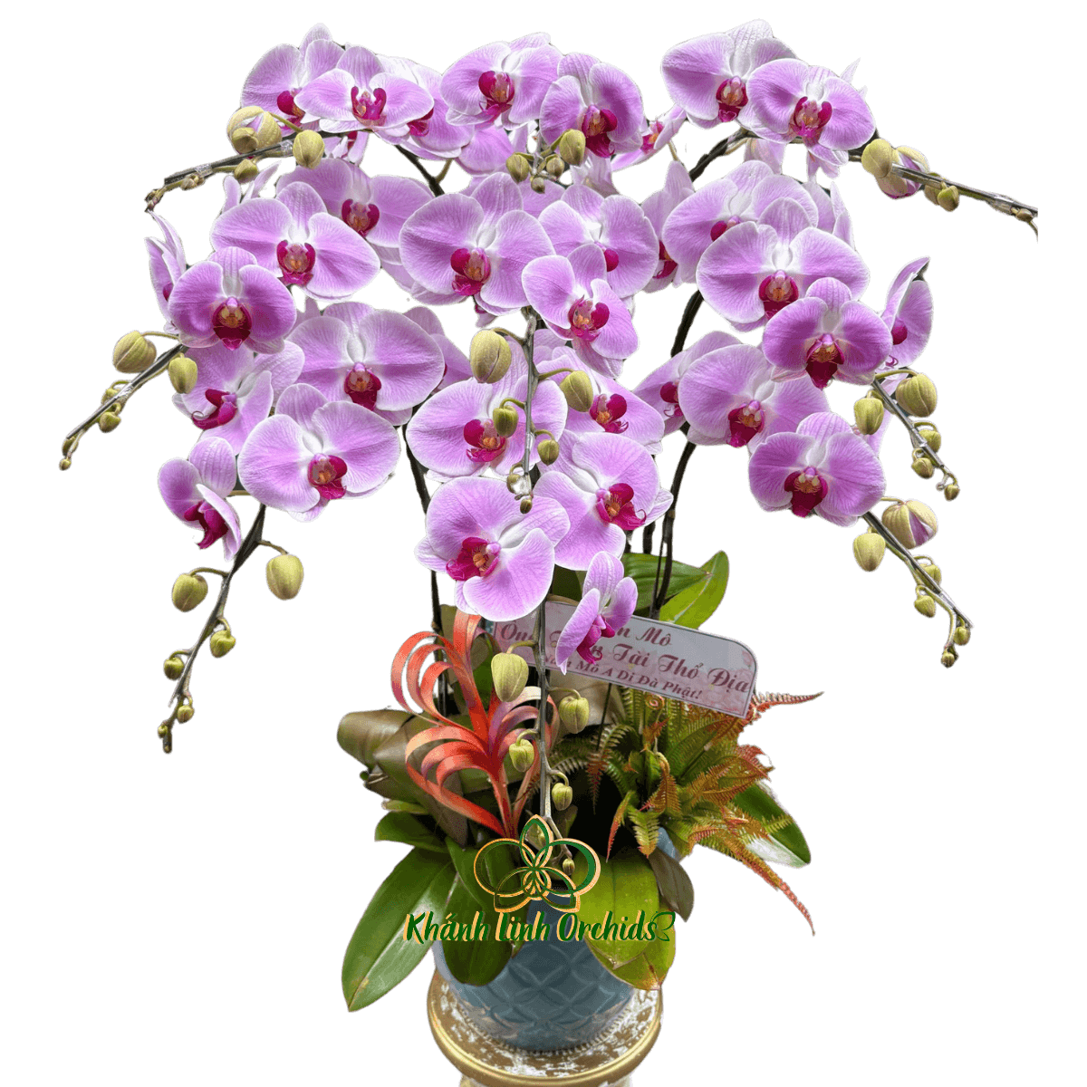 Lan Hồ Điệp Điểm Trắng Hồng 9 Cành - HDH054