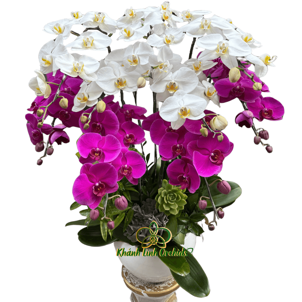 Lan Hồ Điệp Phối Màu 9 Cành - DS034