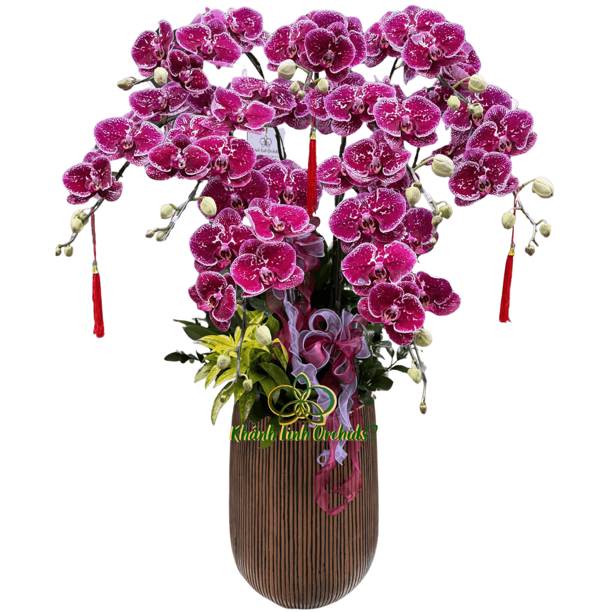 Lan Hồ Điệp Tím Đột Biến 9 Cành - HDT038