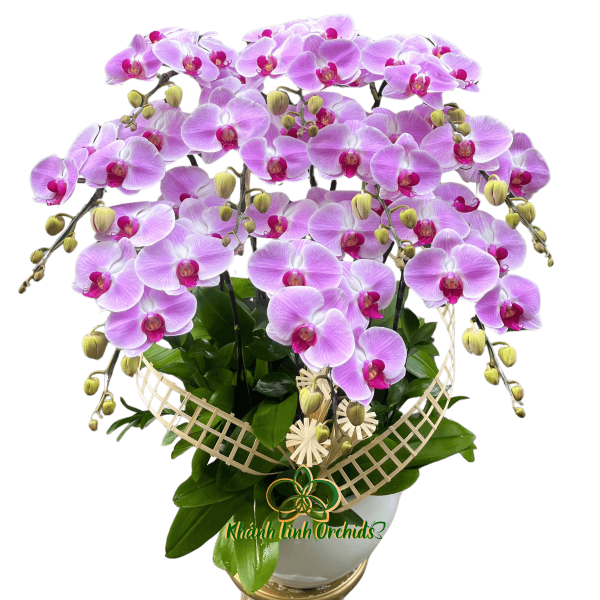Lan Hồ Điệp Má Hồng 10 Cành - HDH059