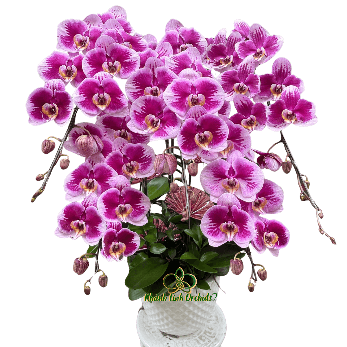 Lan Hồ Điệp Đột Biến 5 Cành - DB046