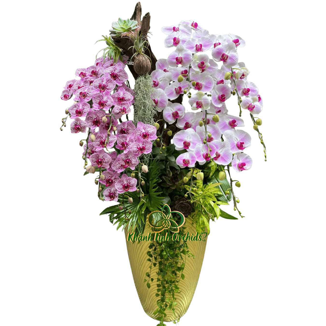 Lan Hồ Điệp Phối Màu Kết Hợp Gỗ 14 Cành - DS048