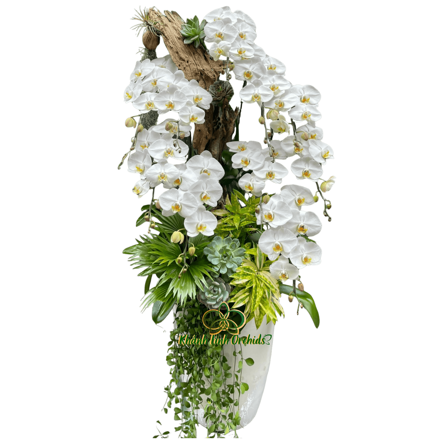 Lan Hồ Điệp Trắng Kết Hợp Gỗ 10 Cành  - HDW059