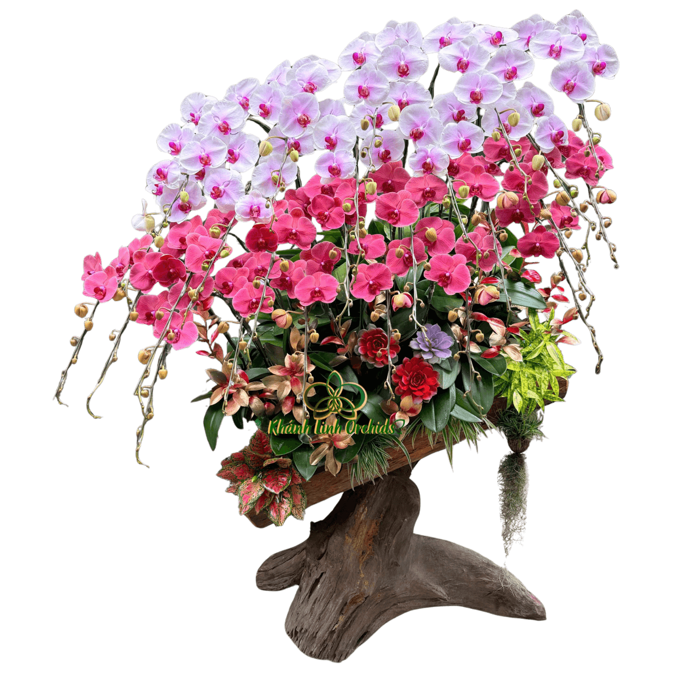 Lan Hồ Điệp Gỗ Lũa Đỏ Cam Phối Trắng Loang 25 Cành - DS051