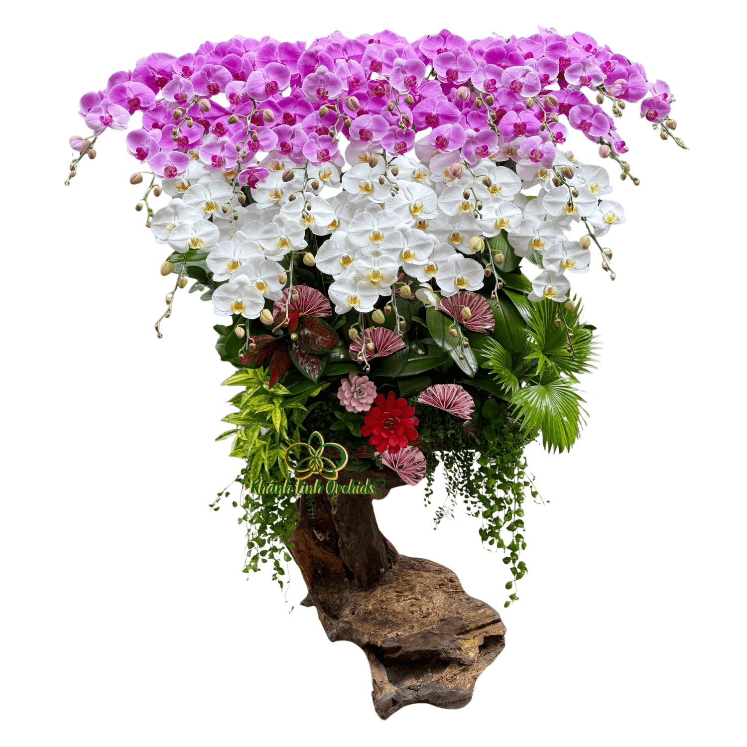 Lan Hồ Điệp Gỗ Lũa Trắng Phối Hồng 25 Cành - DS064