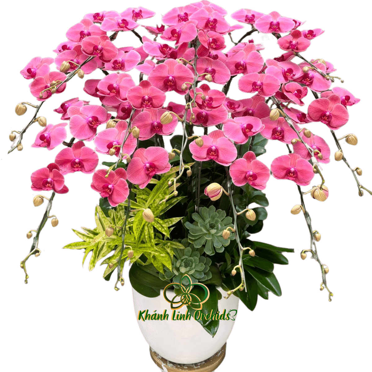 Lan Hồ Điệp Đỏ Cam 12 Cành - HDC029