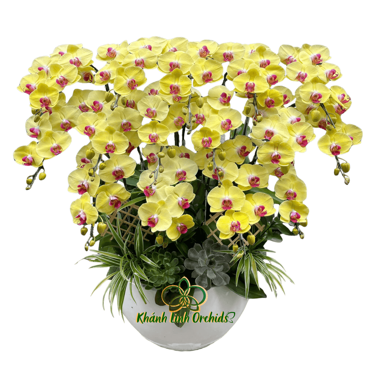 Lan Hồ Điệp Vàng 15 Cành - HDV104