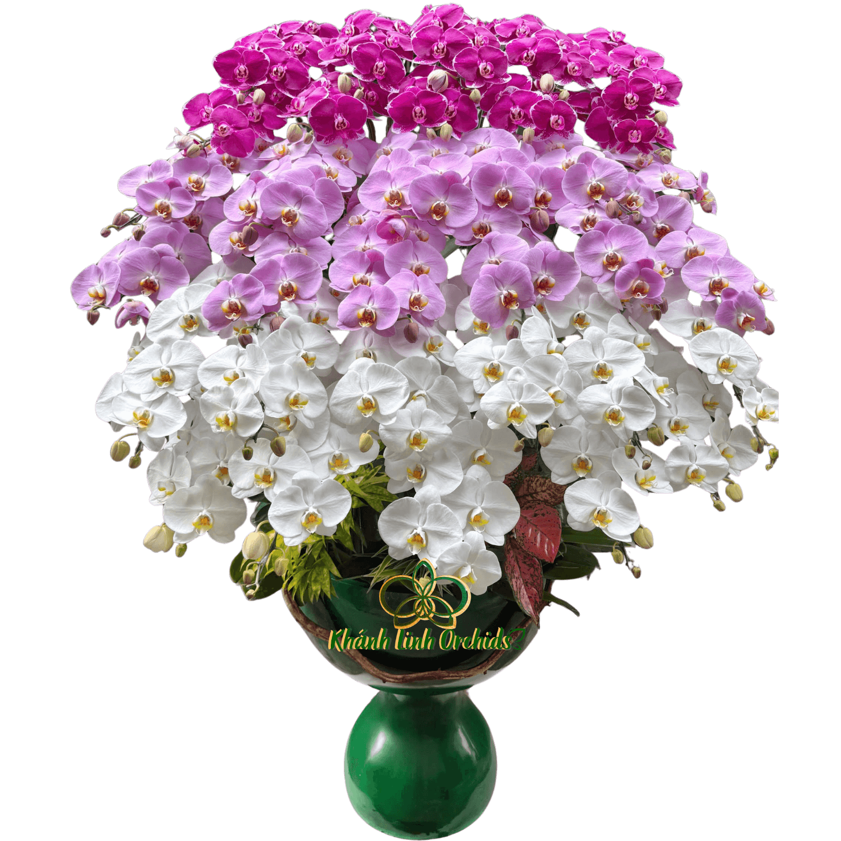 Lan Hồ Điệp Phối 3 Màu 34 Cành - DS041