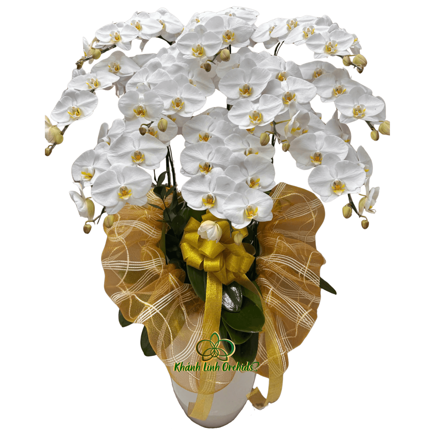 Lan Hồ Điệp Trắng Dâng Phật 10 Cành - HDW048