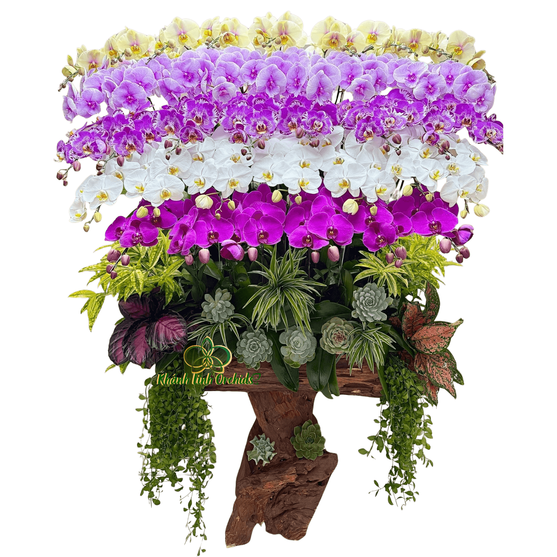 Lan Hồ Điệp Ghép Lũa Mix 5 Màu 39 Cành - DS043