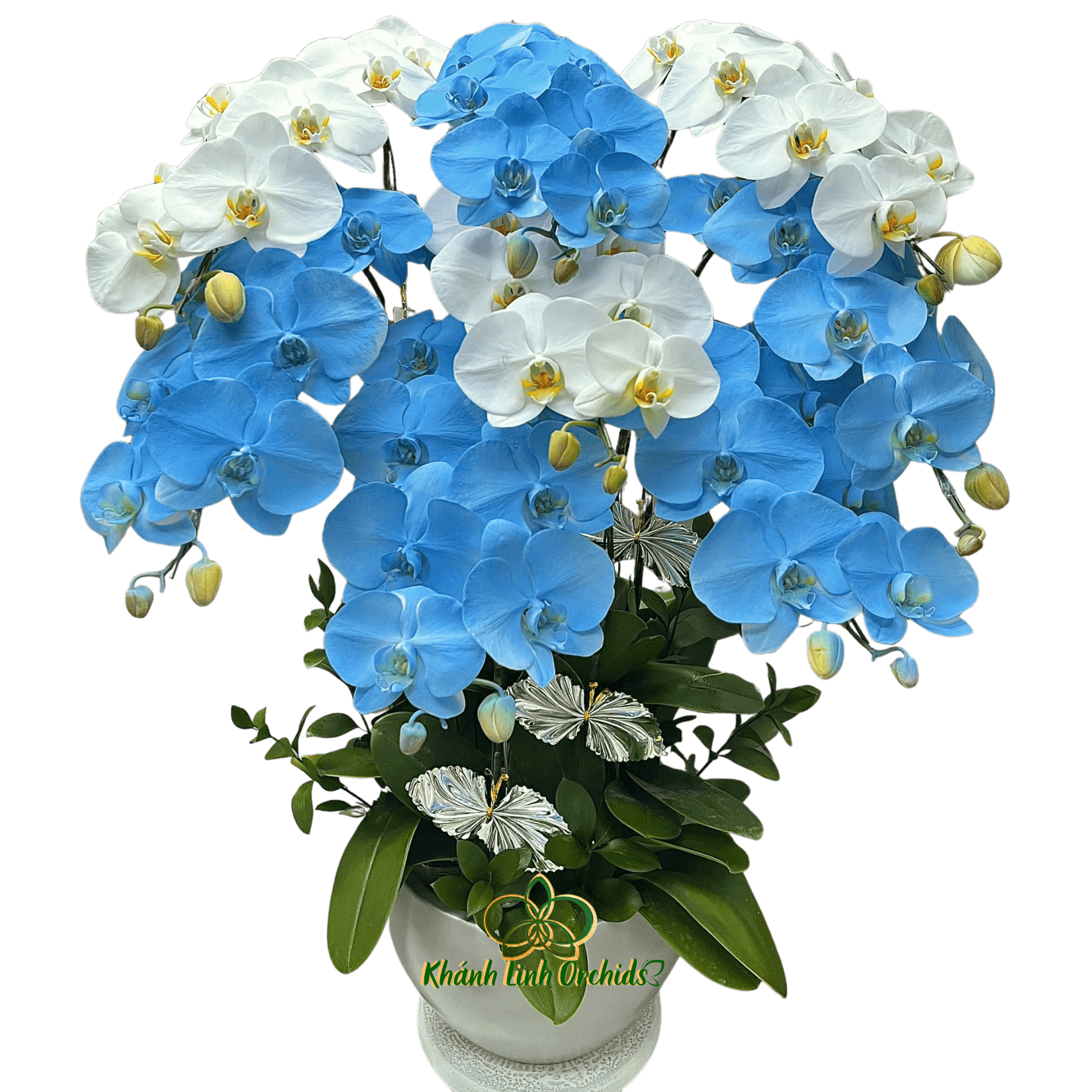 Lan Hồ Điệp Trắng Phối Xanh Biển Pastel 8 Cành - VIP020