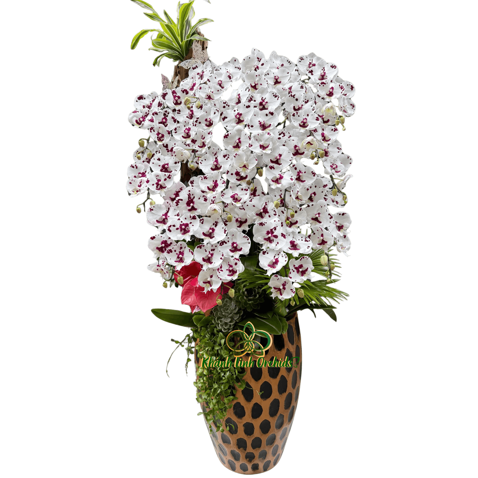 Lan Hồ Điệp Bò Sữa 15 Cành - HDW051