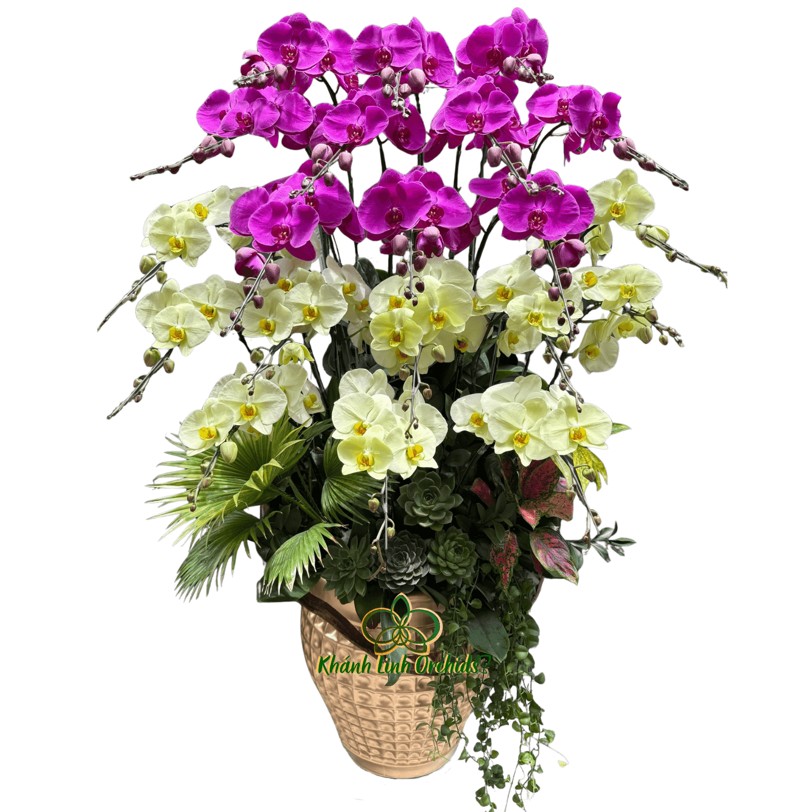 Lan Hồ Điệp Phối 2 Màu Xanh Bơ Tím 20 Cành - DS052