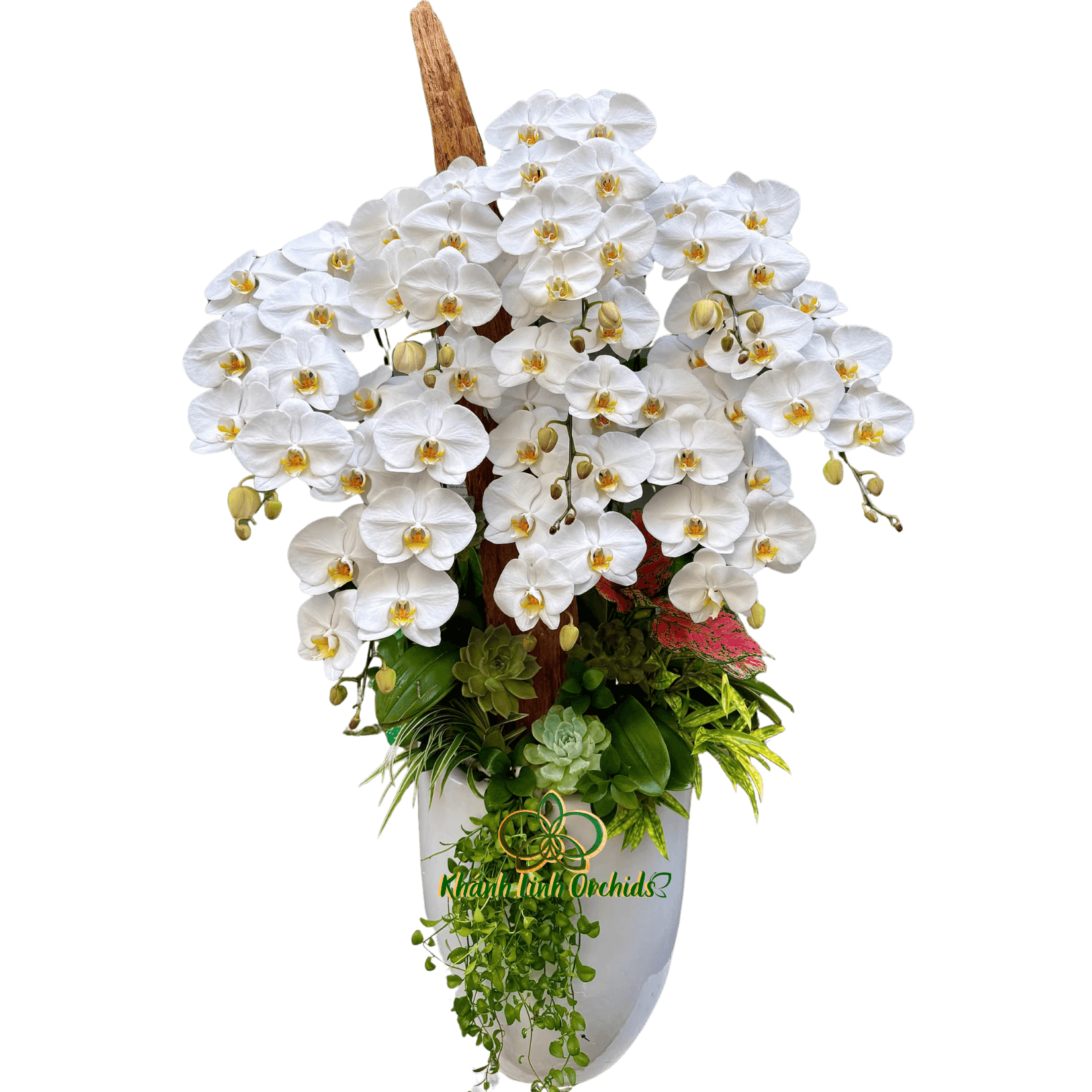 Lan Hồ Điệp Trắng 9 Cành Tiểu Cảnh - HDW055