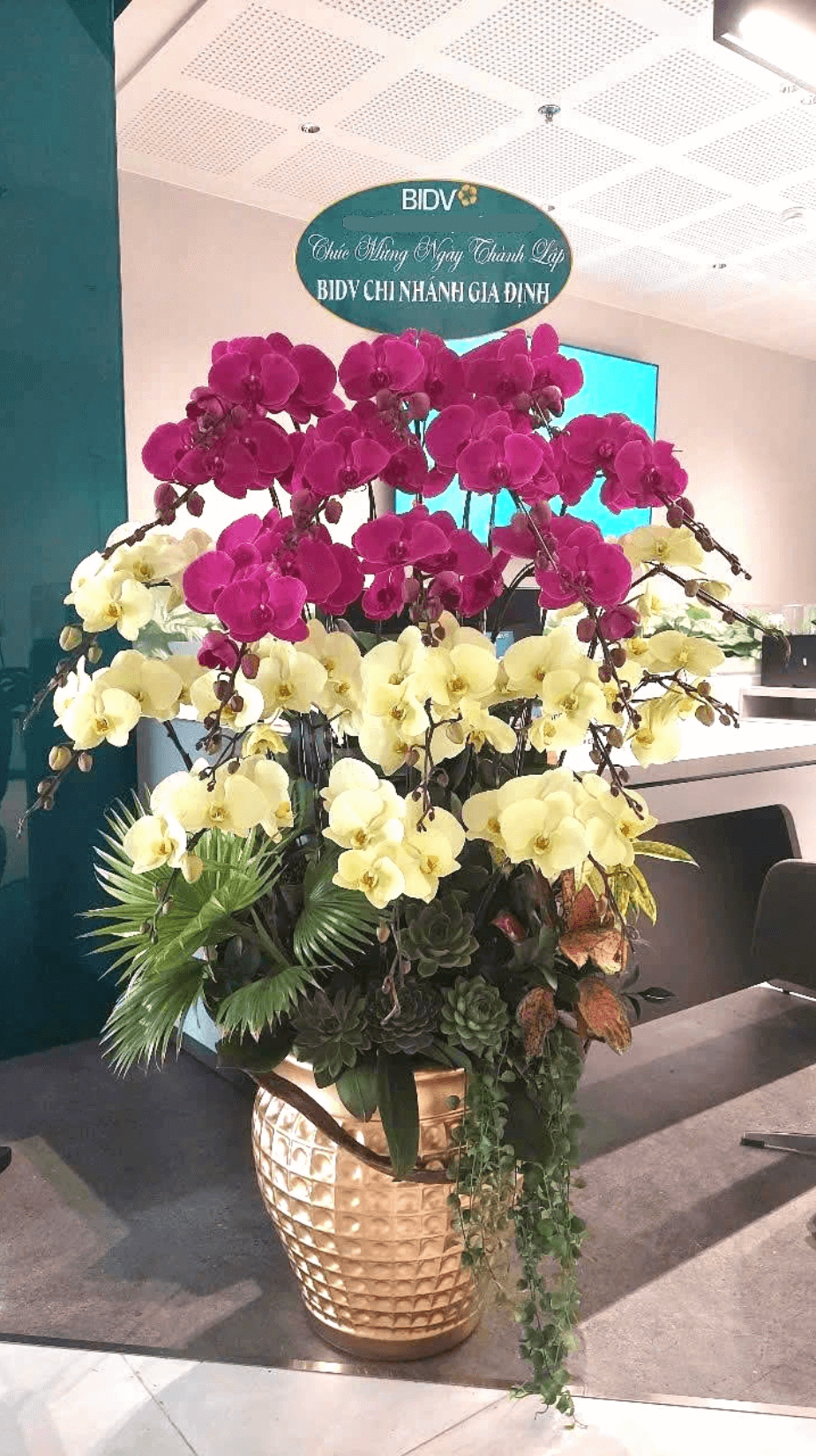 Lan Hồ Điệp Phối 2 Màu Xanh Bơ Tím 20 Cành - DS052