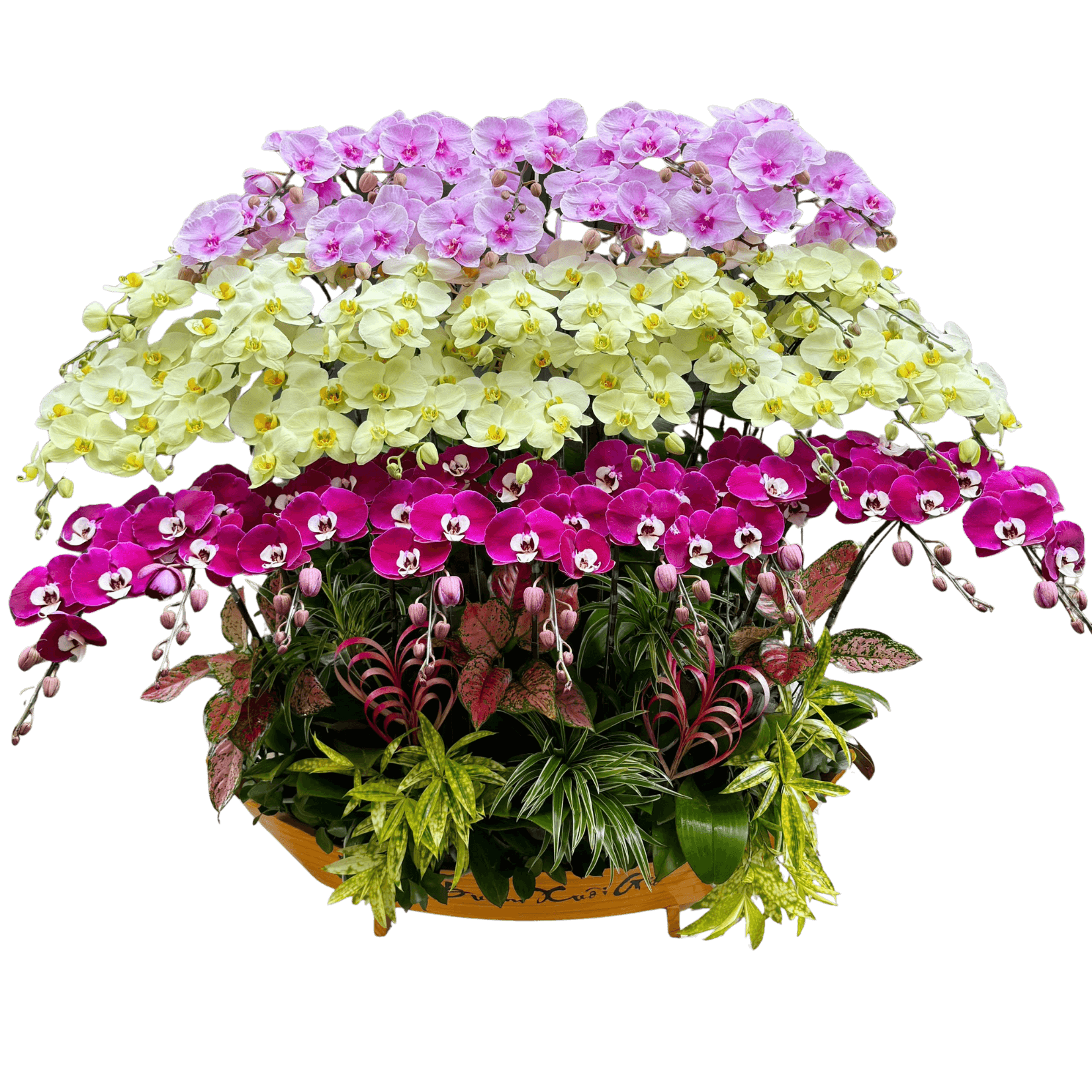 Lan Hồ Điệp Thuyền Thuận Buồn Xuôi Gió 39 Cành - THD07