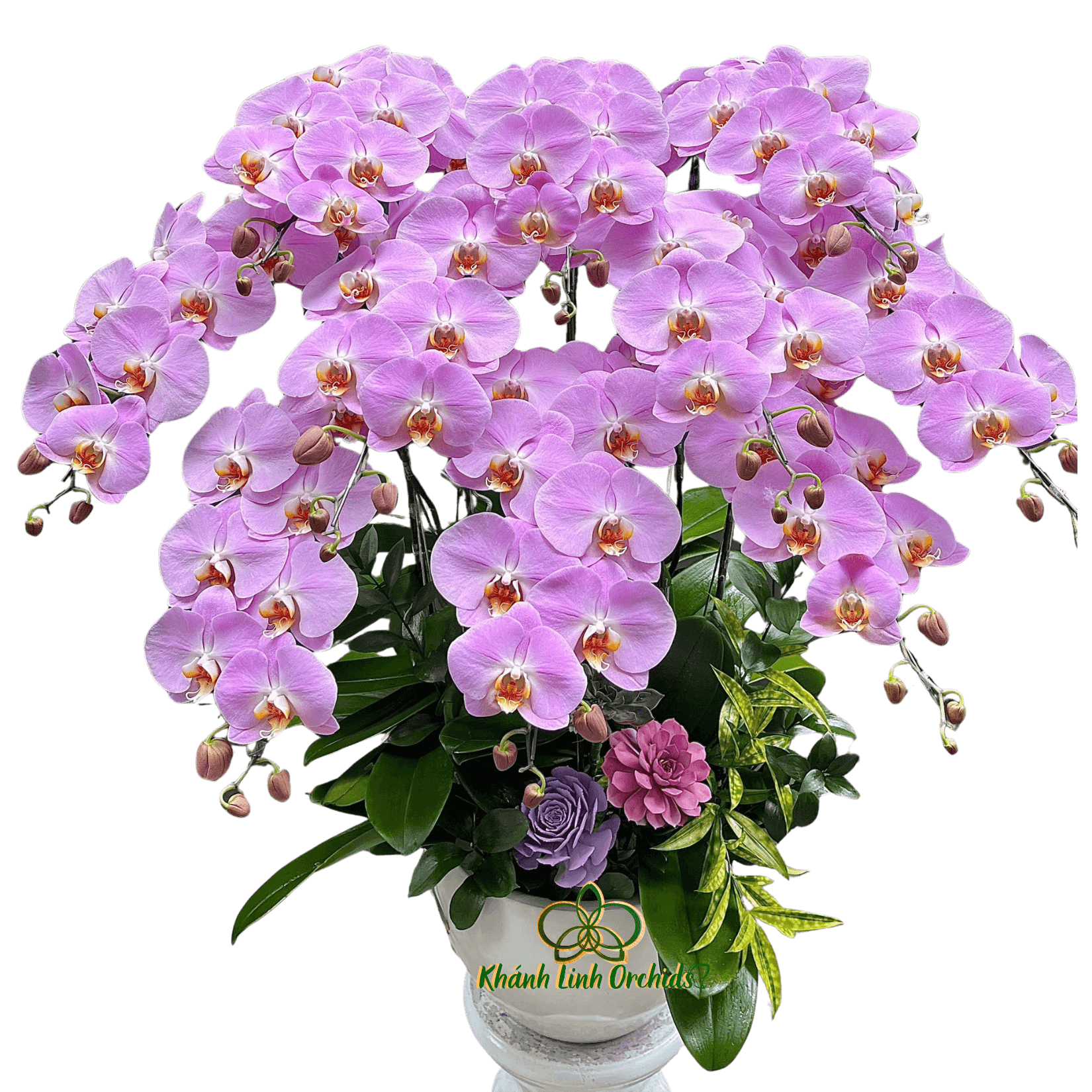 Lan Hồ Điệp Hồng M219 10 Cành - HDH069