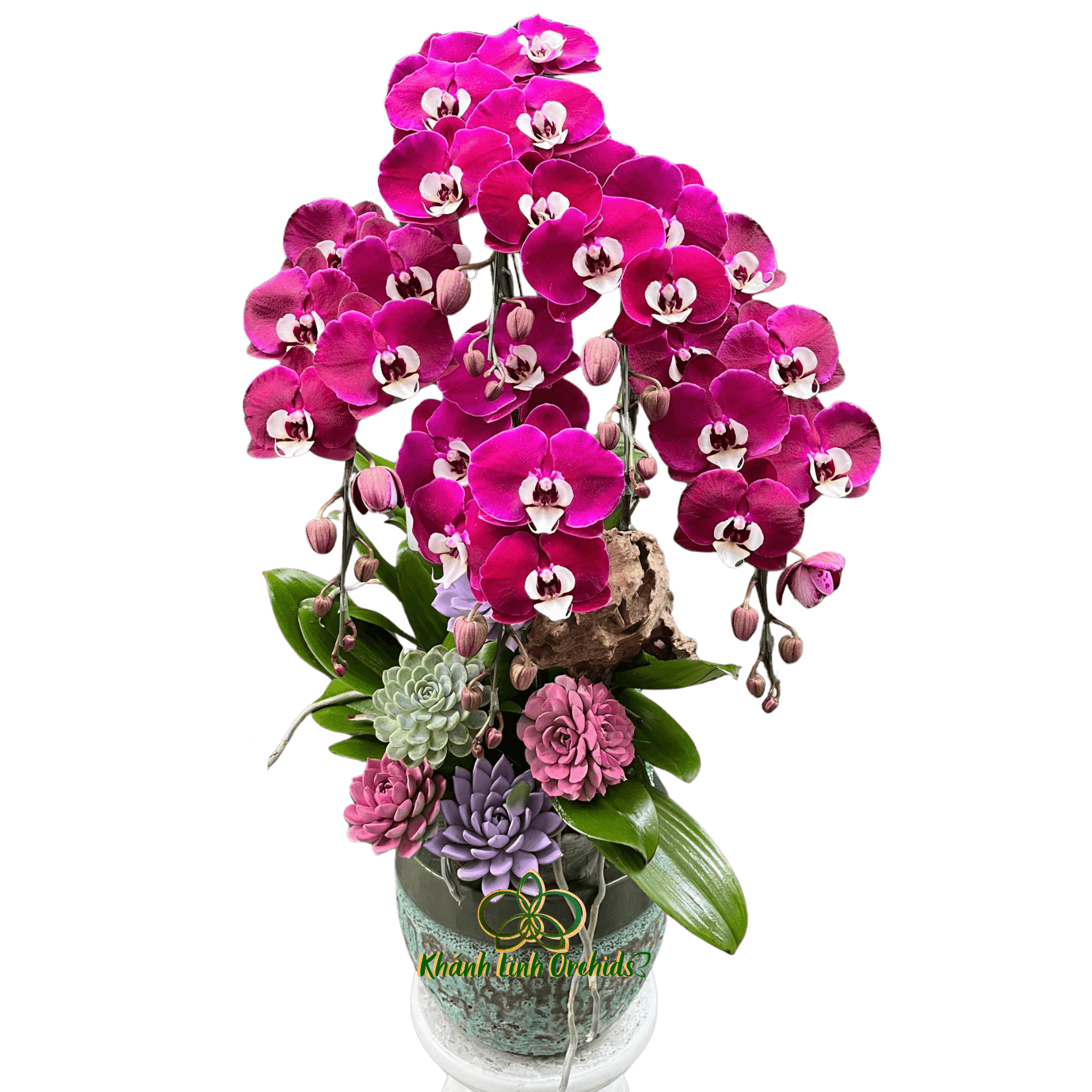 Lan Hồ Điệp Tím Ngọc Trai Tiểu Cảnh 5 Cành - HDT043