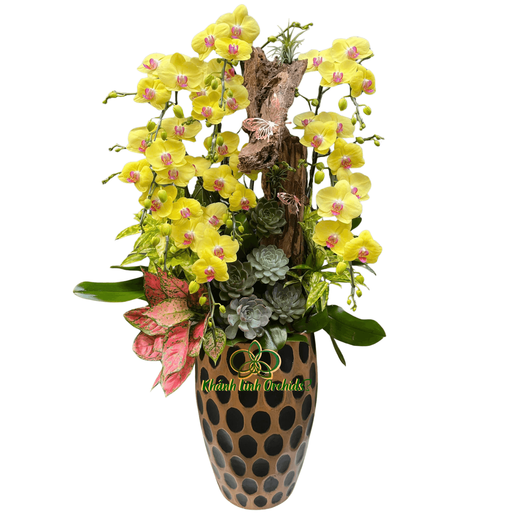 Lan Hồ Điệp Vàng 10 Cành Tiểu Cảnh - HDV101