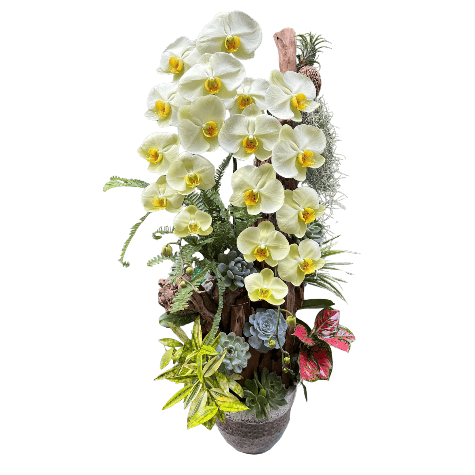 Lan Hồ Điệp Xanh Bơ 2 Cành Tiểu Cảnh - HDX026