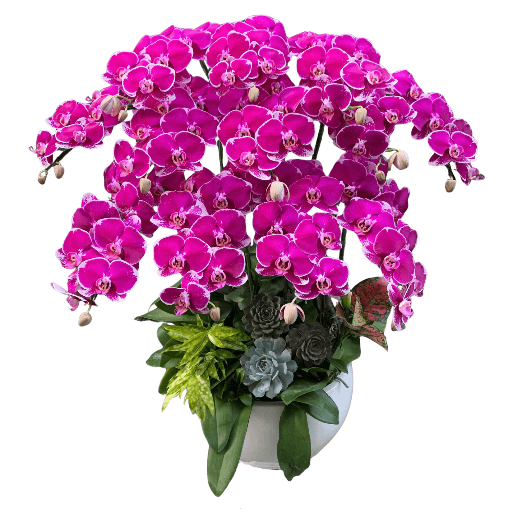 Lan Hồ Điệp Tím Đột Biến 12 Cành - HDT044