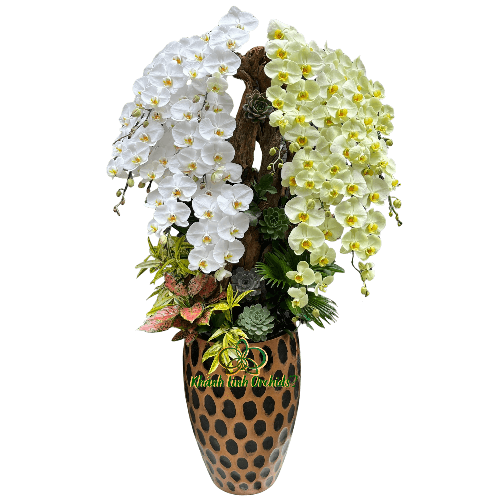 Lan Hồ Điệp Trắng Phối Xanh Bơ Tiểu Cảnh 14 Cành - DS053