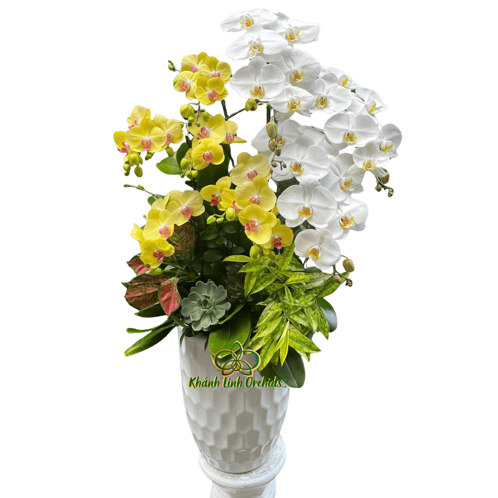 Lan Hồ Điệp Trắng Phối Vàng 9 Cành - DS054
