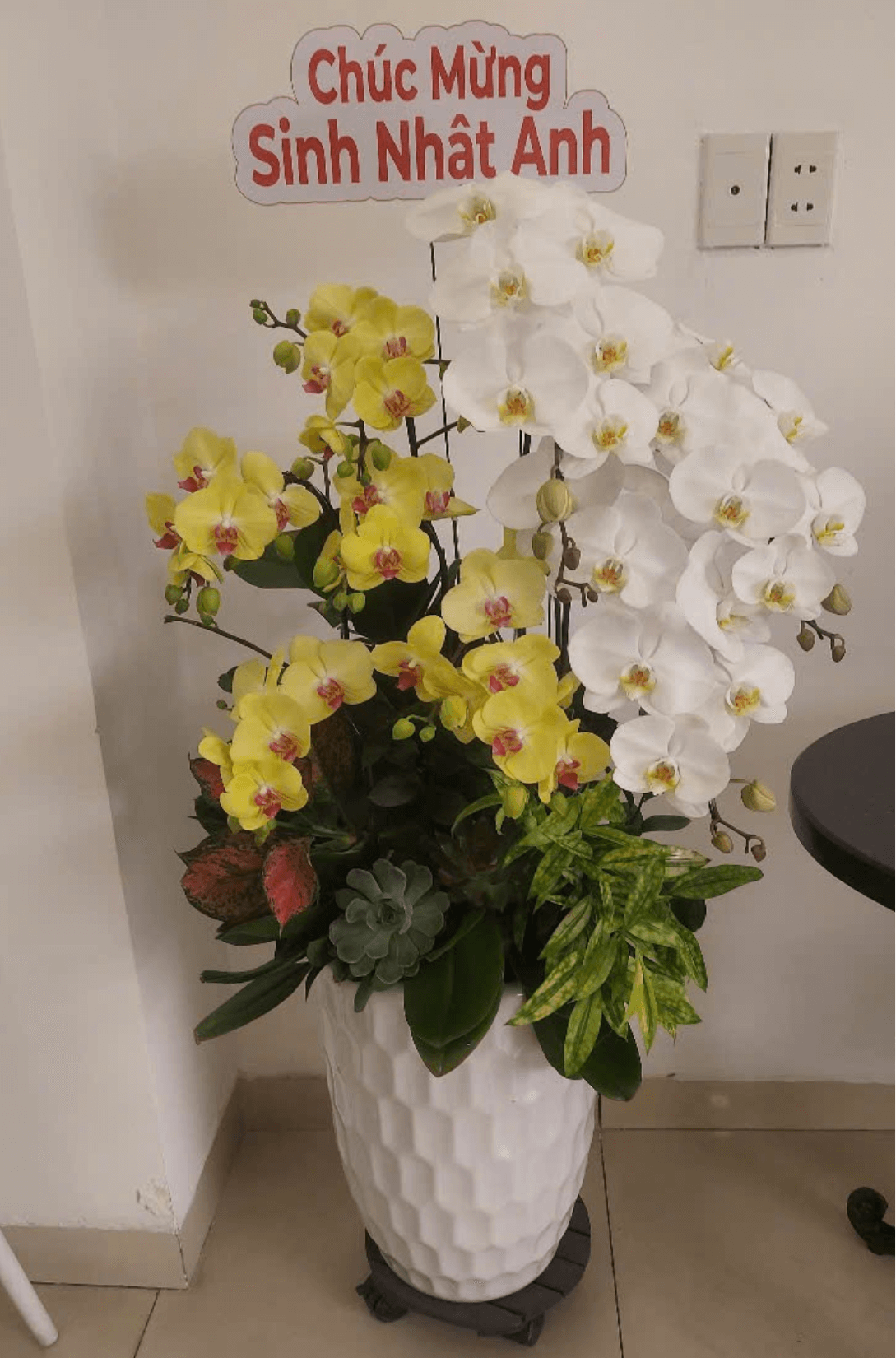 Lan Hồ Điệp Trắng Phối Vàng 9 Cành - DS054