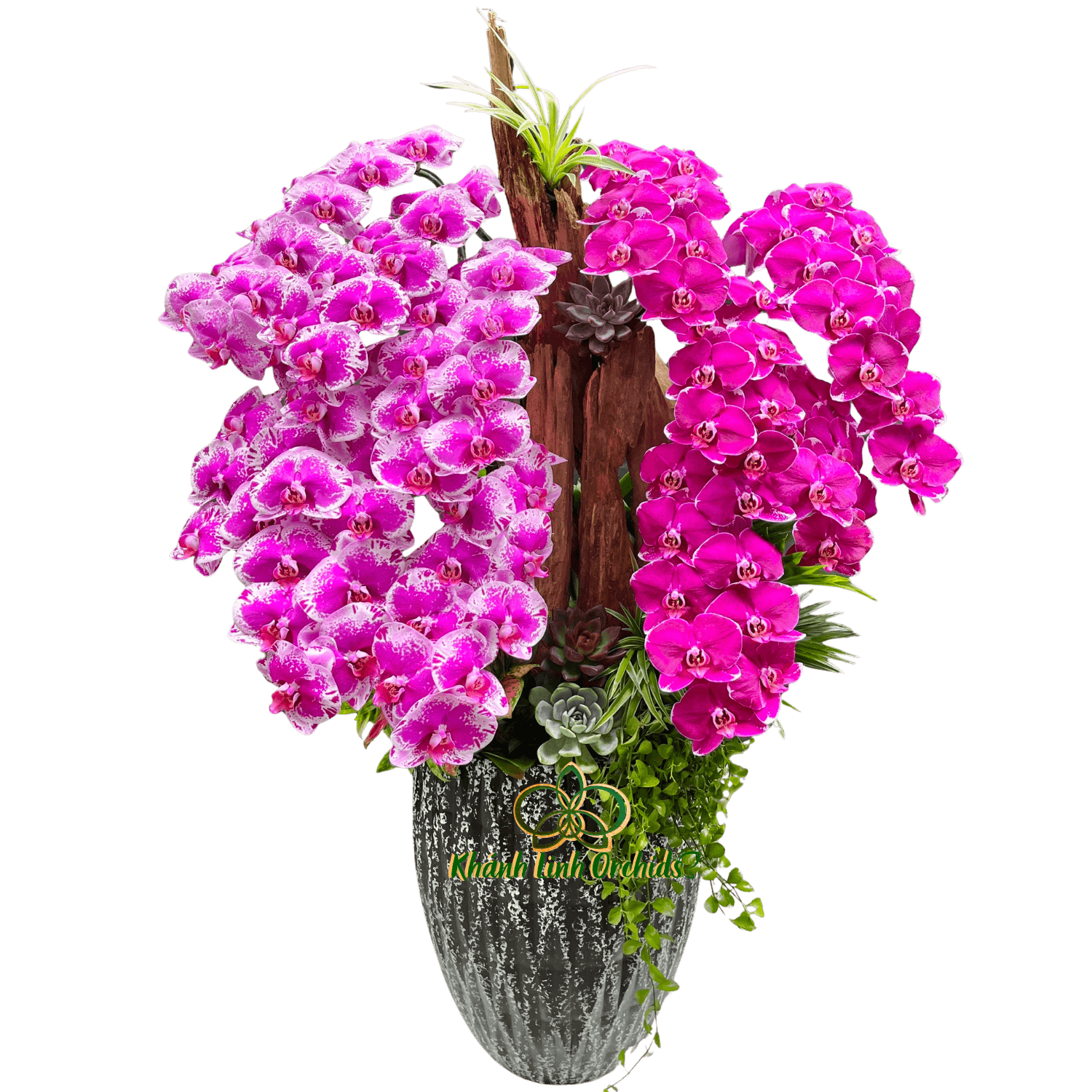 Lan Hồ Điệp Tím Đột Biến Tiểu Cảnh 12 Cành - DB042