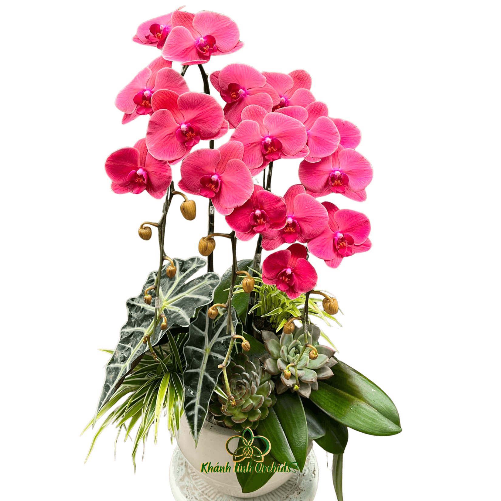 Lan Hồ Điệp Đỏ Cam 3 Cành - HDC036