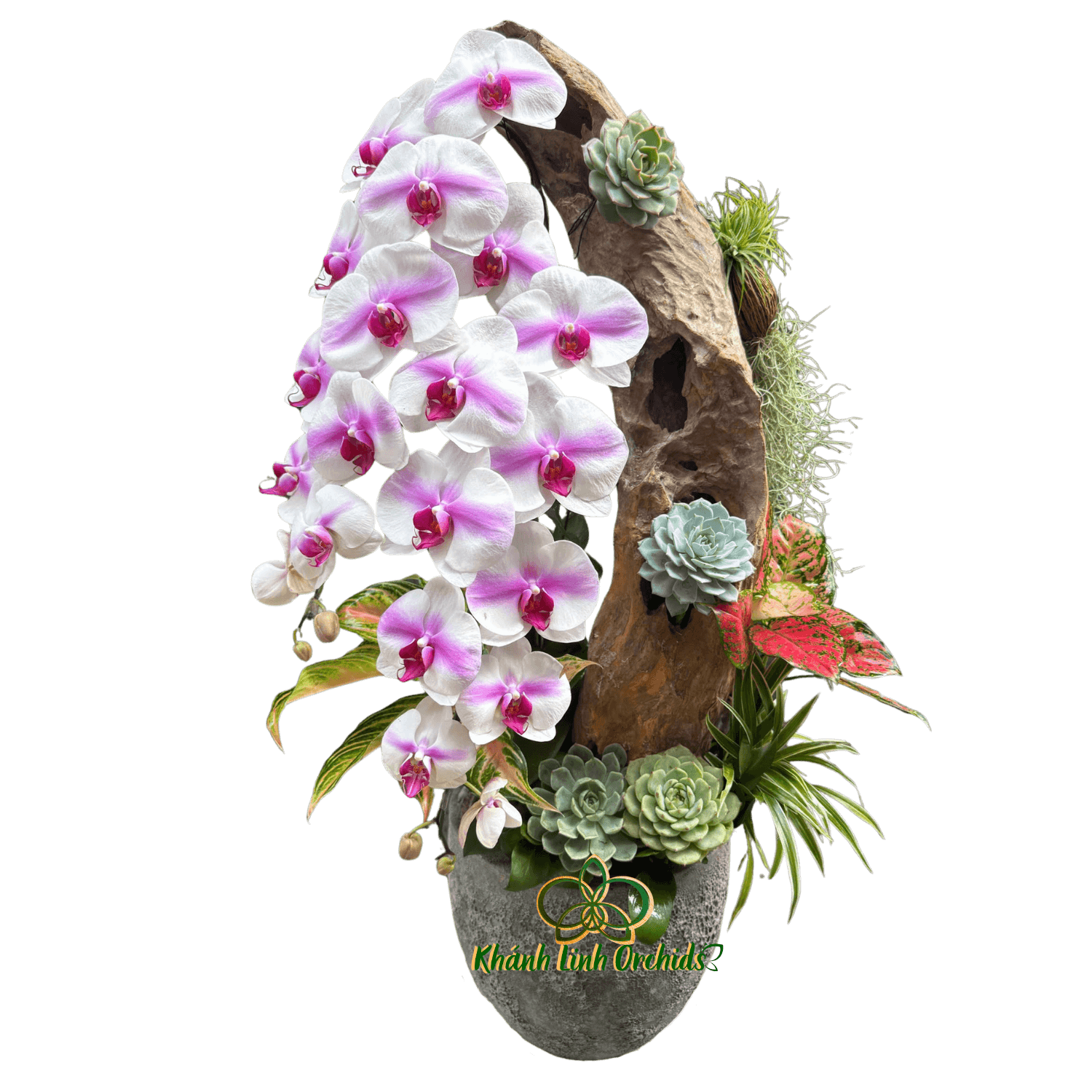 Lan Hồ Điệp Trắng Điểm Hồng Tiểu Cảnh 2 Cành - HDW056