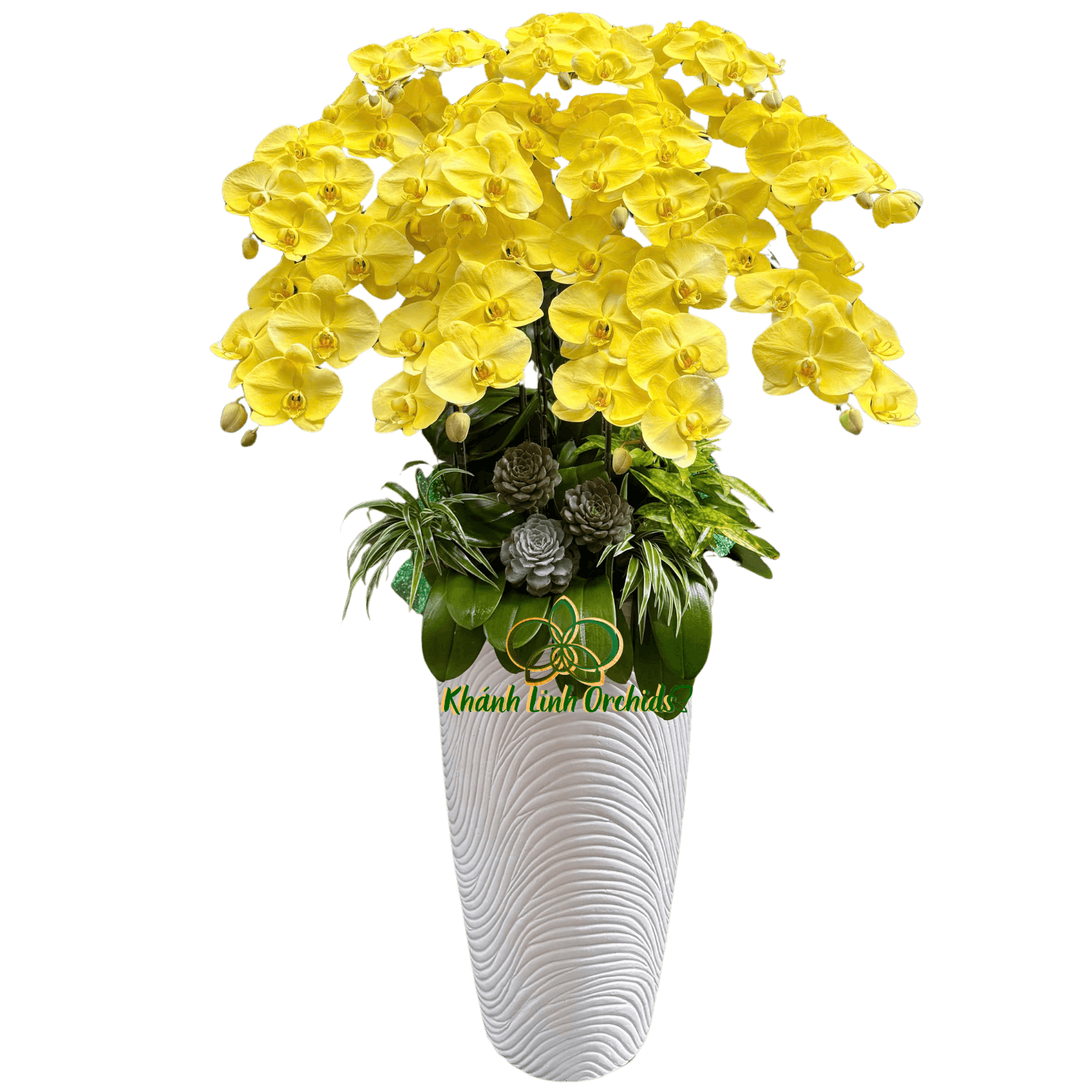 Lan Hồ Điệp Phun Màu Vàng Tươi 11 Cành - VIP022