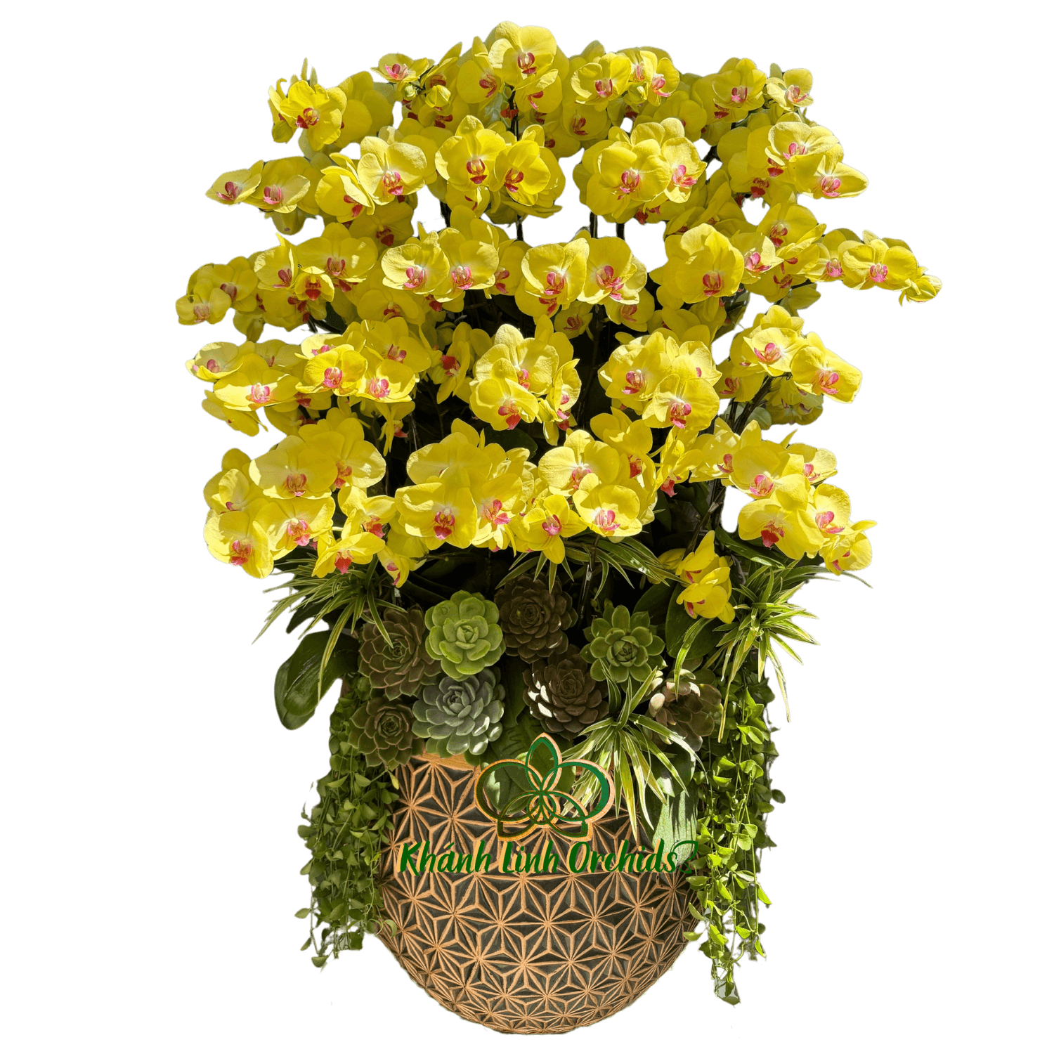 Lan Hồ Điệp Vàng Chanh 25 Cành - HDV103