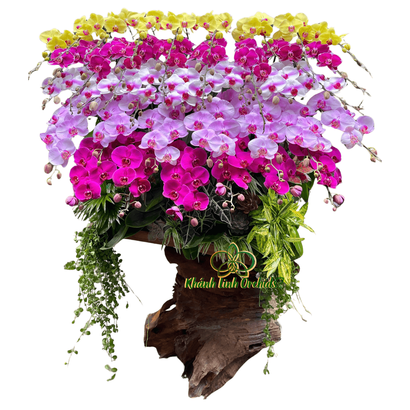 Lan Hồ Điệp Ghép Lũa Gỗ Phối 5 Màu 37 Cành - DS043