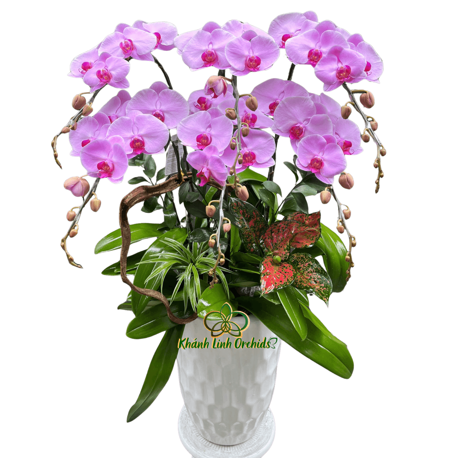 Lan Hồ Điệp Hồng Phấn 6 Cành - HDH071